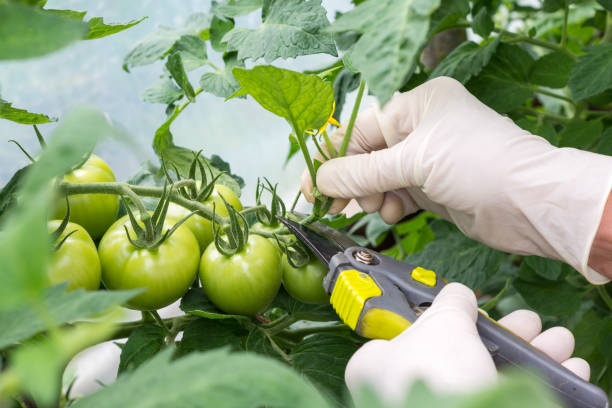 Woman is pruning   tomato plant branches in the greenhouse stock photo