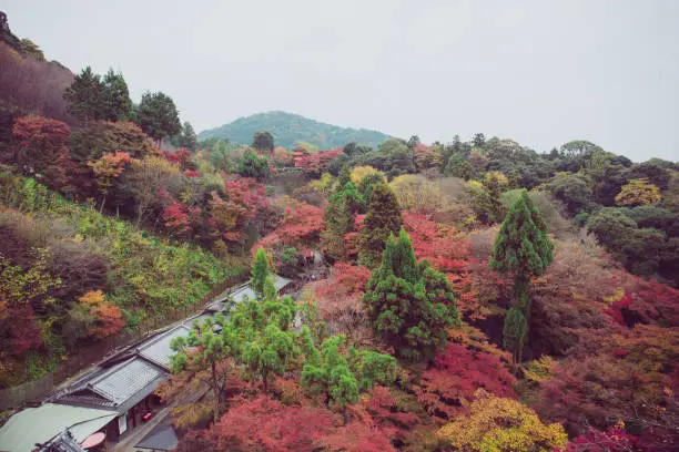 Numerous maple trees that erupt in a sea of color in fall season at Kiyomizu-dera temple.