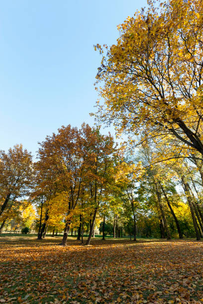 istock trees in autumn, close-up 648319756