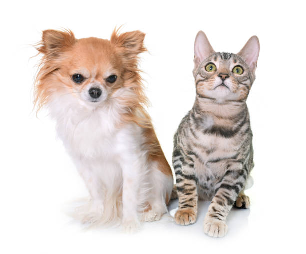 istock bengal kitten and chihuahua 648319768