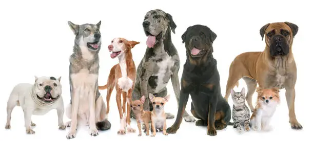 Photo of group of pets