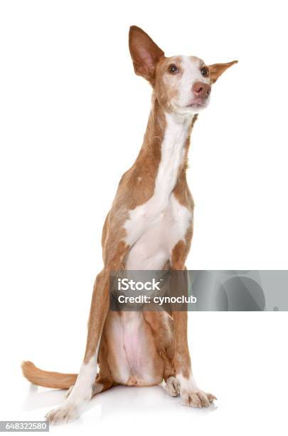 Ibizan Podenco Stock Photo - Download Image Now - Animal, Brown, Cut Out