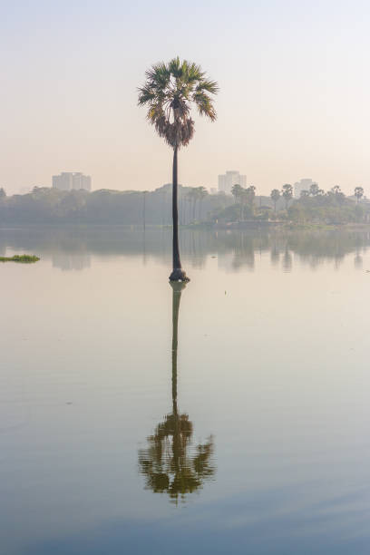 Reflection of a tree at powai Lake