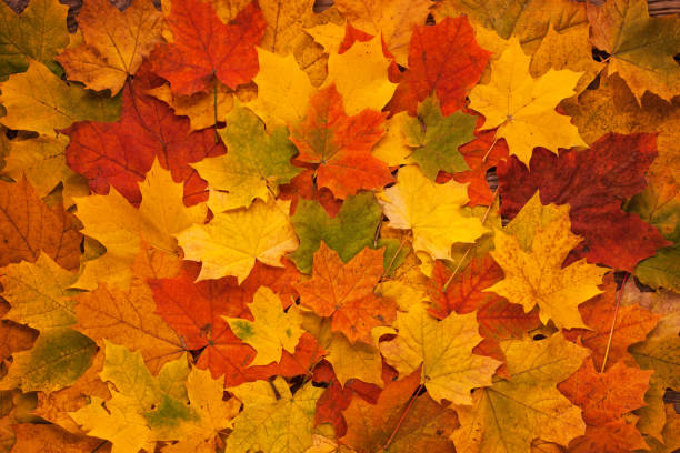 istock Yellow Red and Orange Autumn Leaves Background 648323672