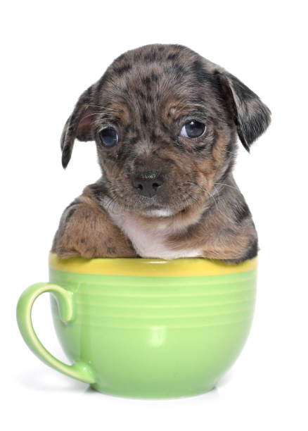 puppy chihuahua in front of white background