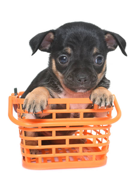 istock puppy chihuahua 648328930