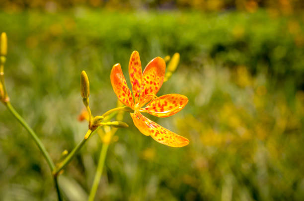 istock yellow pride of barbados flower blossoms 648336492