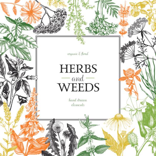 травы и просыли дизайн - green tea tea scented mint stock illustrations