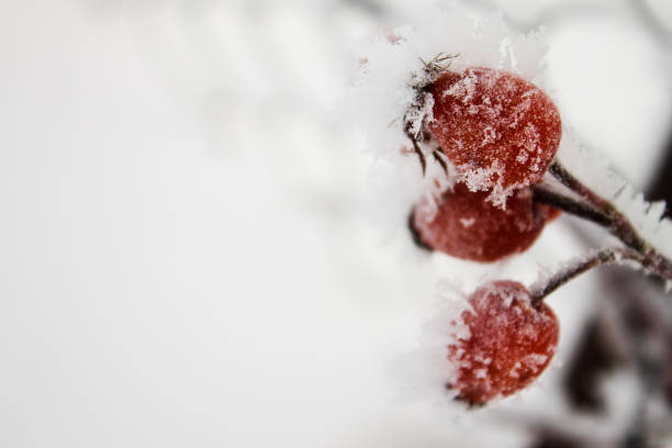 istock rosehip berries in the frost 648337584