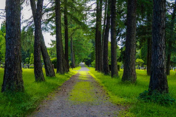 An alley of trees in summer, Norway.