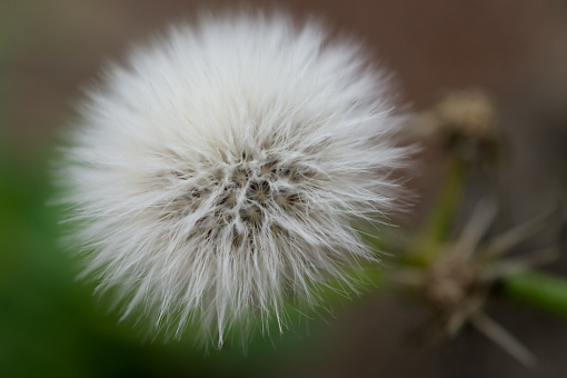 field of dandelion puff balls/shi with copy space