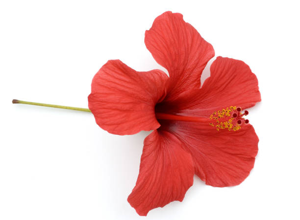 istock Hibiscus rosa-sinensis, Rose of Sharon 648345908