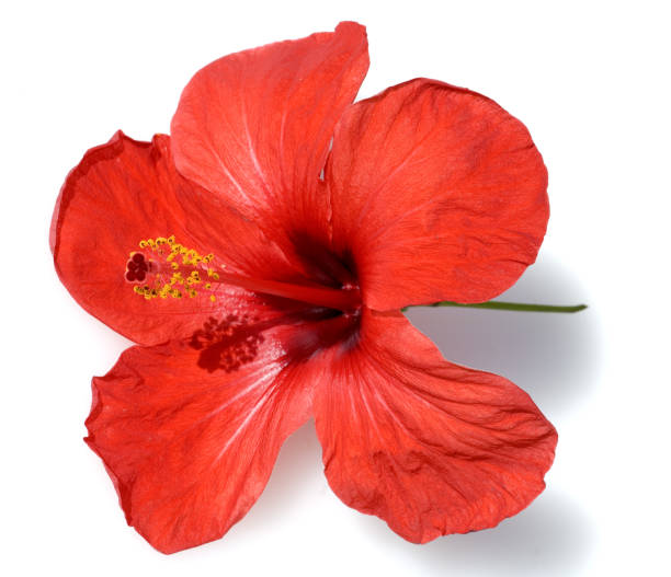 istock Hibiscus rosa-sinensis, Rose of Sharon 648345956