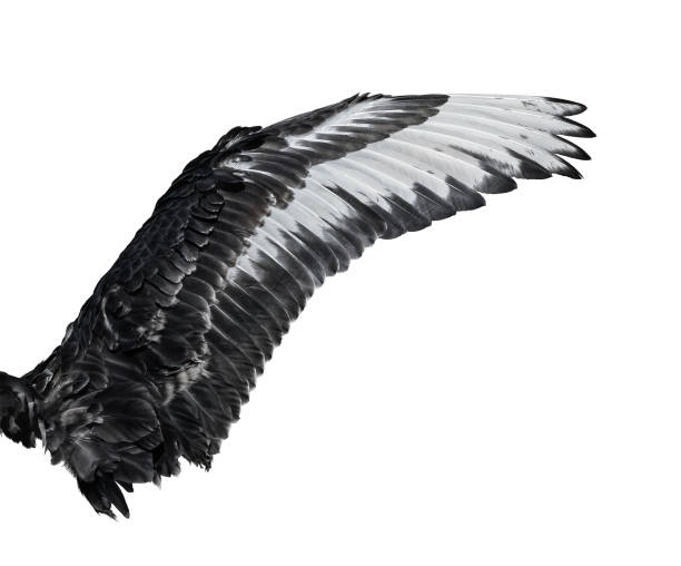 istock Wing of young black swan. Isolated on white background. 648348280