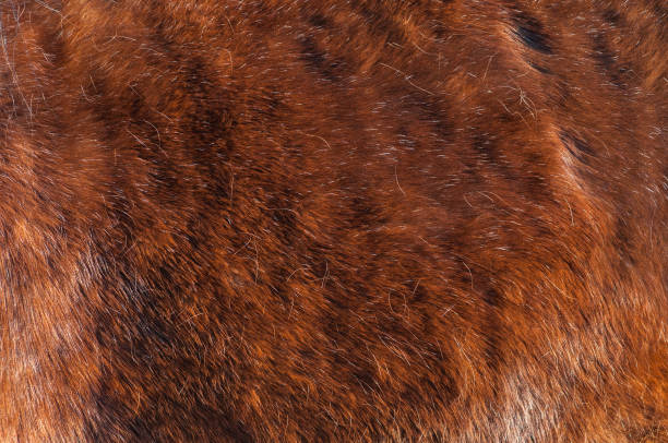 Winter red coat of horse. Nature background.