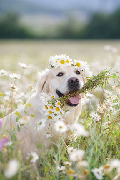 istock Golden Retriever in a lush mountain meadow 648348830
