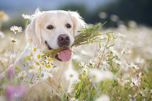 Closeup portrait of young beautiful dog breed Golden Retriever,kind brown eyes,pink tongue,holding in teeth a bouquet of white field daisies with yellow center,photo is made in spring on a mountain meadow