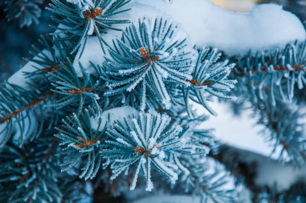 istock The fir branch covered by the snow 648349102