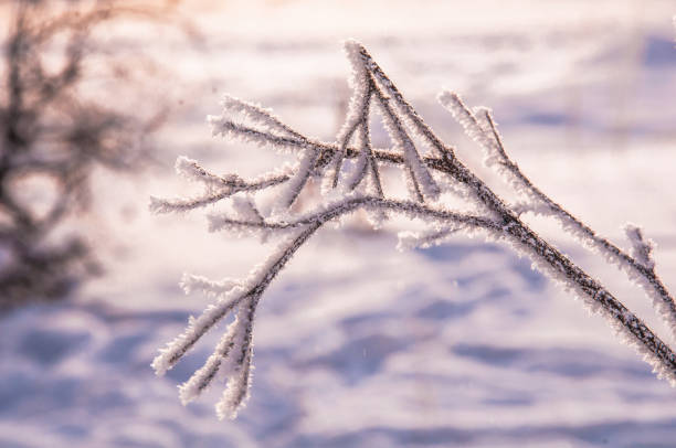 istock The bush branches covered by the snow 648349174