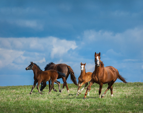 Herd of horses walks in field. Two mares with foals on pasture  at summer time.