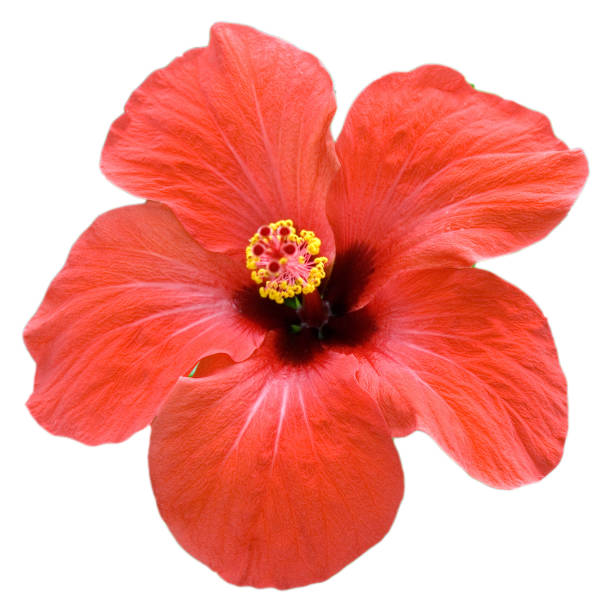 istock Hibiscus rosa-sinensis, Rose of Sharon 648351764
