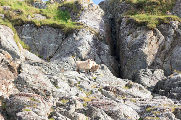 istock Wild sheep in rock scree 648351794
