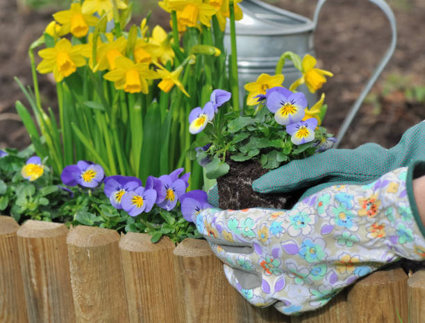 istock planting flowers in spring 648351808