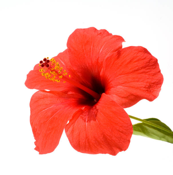 istock Hibiscus rosa-sinensis, Rose of Sharon 648352120