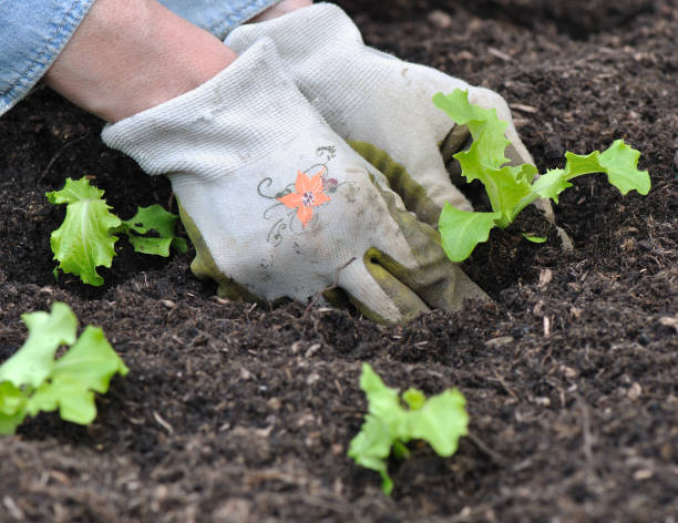 istock planting lettuce in garden 648352140