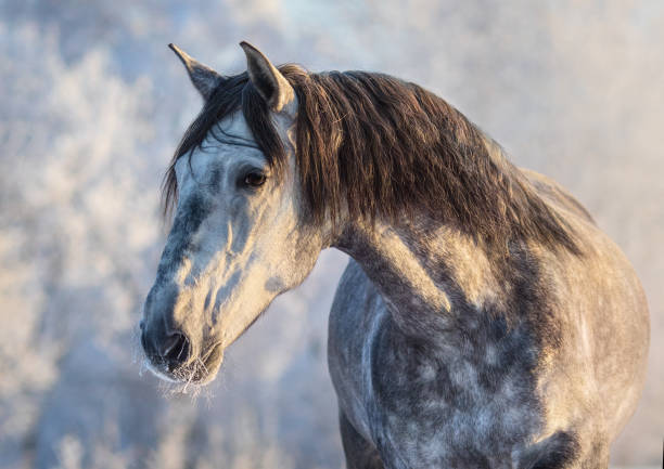 winter portrait of andalusian gray horse with long mane at sunset light - horse winter dapple gray gray imagens e fotografias de stock