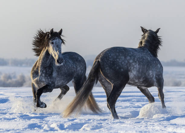 cavalli andalusi danzanti. due stalloni grigi spagnoli che giocano insieme - horse winter dapple gray gray foto e immagini stock