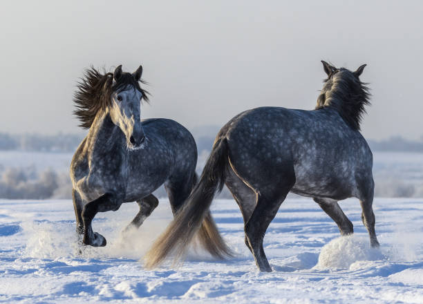 istock Dancing Andalusian horses. Two Spanish gray stallions playing together 648355288