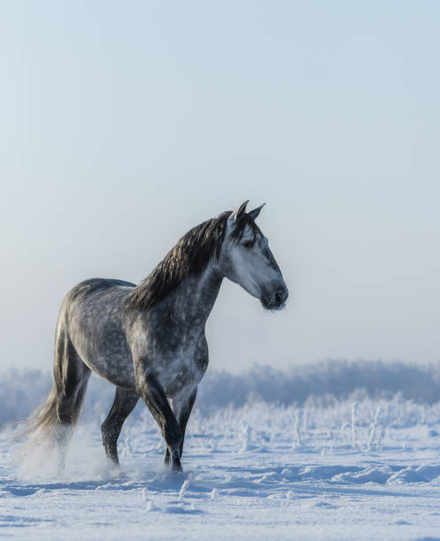 istock PRE Andalusian gray horse walks on freedom 648355292