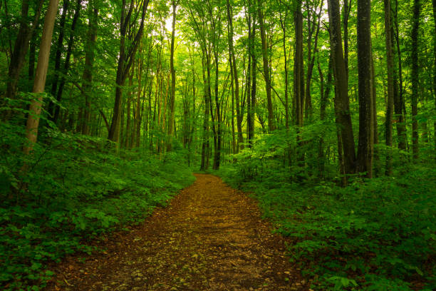 istock Lush greeen foliage in the forest in spring 648358754