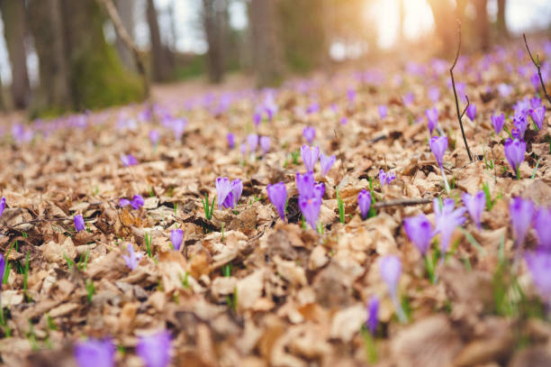 istock Field of Saffron Crocus Flover in the forest 648359108