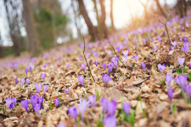 istock Saffron Crocus Flover in the morning 648359268