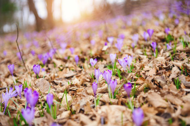 istock Morning light over Saffron Crocus Flover in the forest 648359612