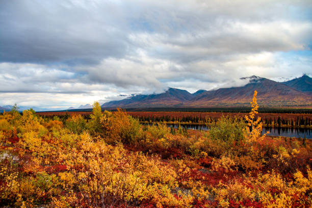 istock Autumn in Denali National Park, Alaska 648362654