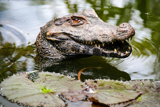 alligator heureux, français guyane - orinoco river photos et images de collection