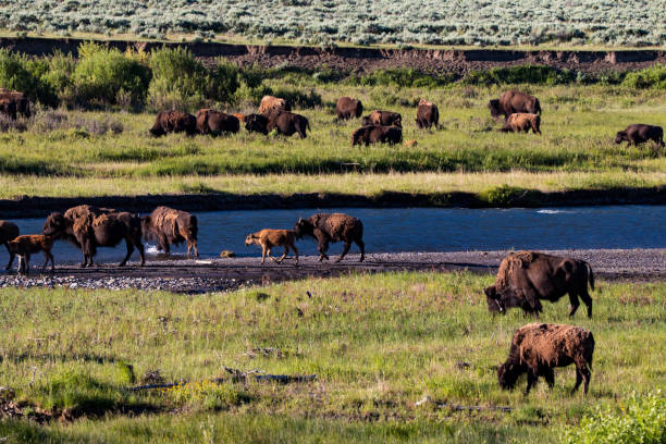 istock Bison in Yellowstone National Park 648366516