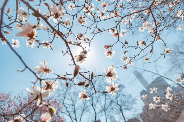 istock spring cherry blossom Central Park New York 648366972