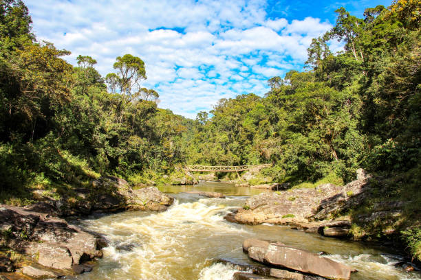 istock Ranomafana National Park, Madagascar 648369148
