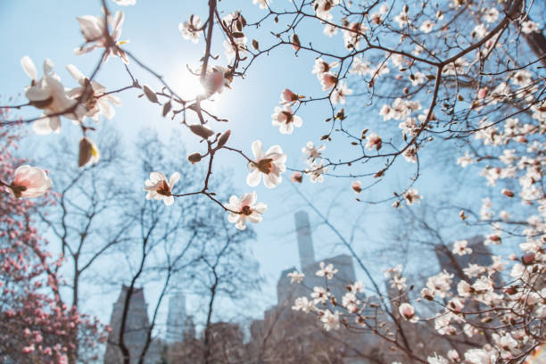 春の桜ニューヨーク セントラルパーク - clear sky new york state mid atlantic usa usa ストックフォトと画像