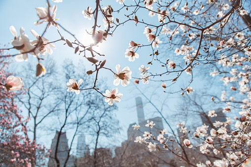 spring cherry blossom Central Park New York