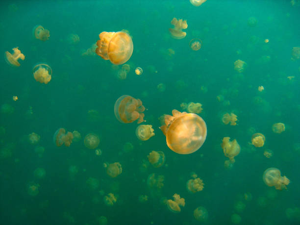 istock Jellyfish Lake, Palau 648369530
