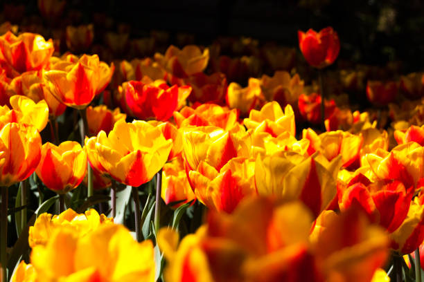 Tulips in the spring sun