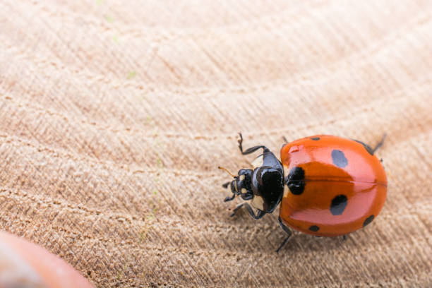 istock Beautiful red ladybug walking on a piece of wood 648372846