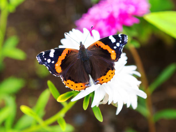 Butterfly on flower