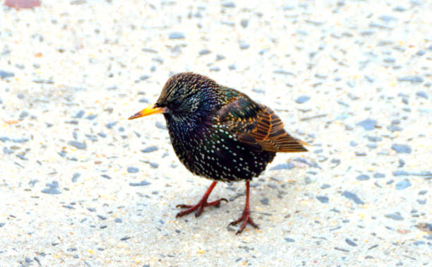 istock Solitary City Bird 648373476