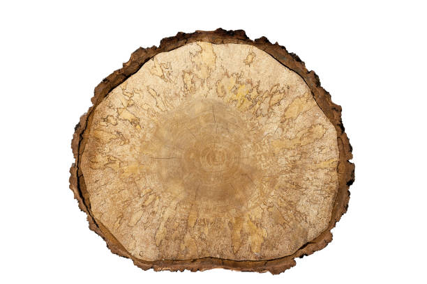 istock Isolated object. Close-up birch saw cut large with bark on white background. 648374178
